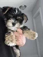 Cookie, a female Morkie for sale in Fort Lauderdale, FL – 3 of 6