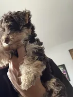Brownie, a female Morkie for sale in Fort Lauderdale, FL – 3 of 6