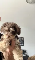 Brownie, a female Morkie for sale in Fort Lauderdale, FL – 4 of 6