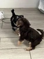 Brownie, a female Morkie for sale in Fort Lauderdale, FL – 6 of 6