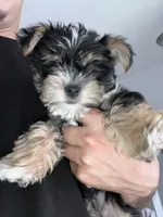 Cookie, a female Morkie for sale in Fort Lauderdale, FL – 2 of 6
