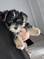 Cookie, a female Morkie for sale in Fort Lauderdale, FL – 4 of 6