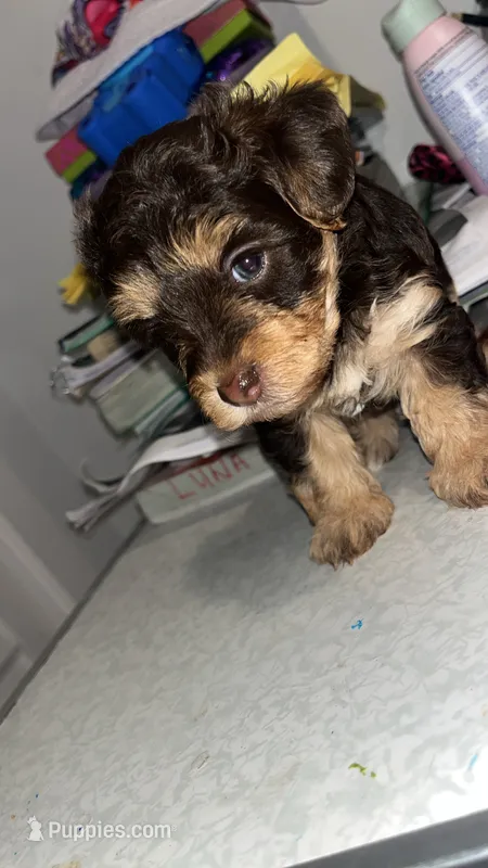 Brownie – Morkie puppy for sale in Fort Lauderdale, FL