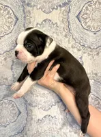 Boy 2 , a male Boston Terrier for sale in Smithfield, NC – 5 of 5