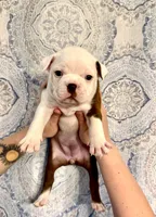 Girl 2 , a female Boston Terrier for sale in Smithfield, NC – 4 of 5