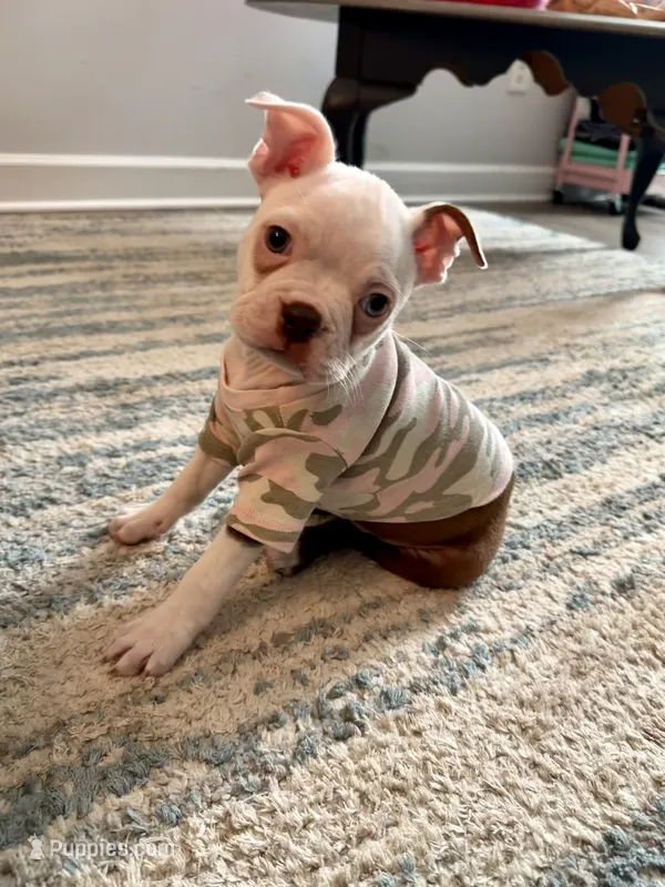 Girl 2  – Boston Terrier puppy for sale in Smithfield, NC