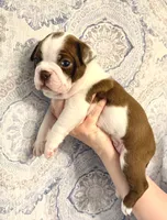 Boy 1 , a male Boston Terrier for sale in Smithfield, NC – 2 of 5