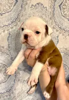 Girl 2 , a female Boston Terrier for sale in Smithfield, NC – 3 of 5