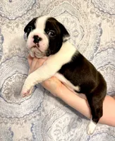 Girl 1 , a female Boston Terrier for sale in Smithfield, NC – 4 of 5