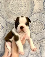 Girl 3 , a female Boston Terrier for sale in Smithfield, NC – 4 of 5