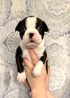 Boy 2 , a male Boston Terrier for sale in Smithfield, NC – 2 of 5