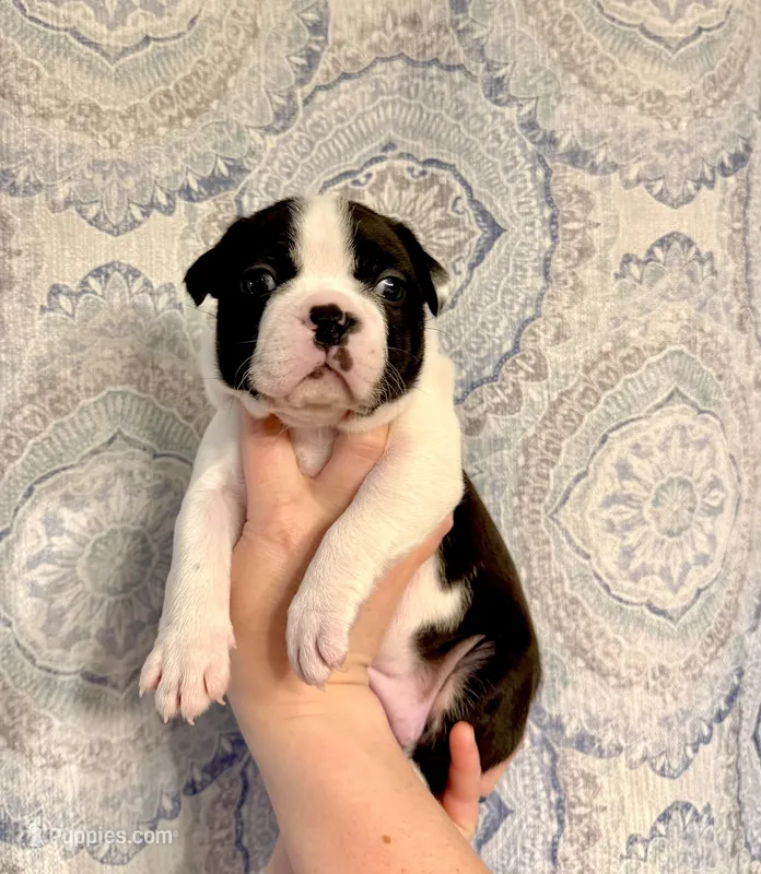 Girl 1  – Boston Terrier puppy for sale in Smithfield, NC