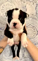 Boy 2 , a male Boston Terrier for sale in Smithfield, NC – 3 of 5