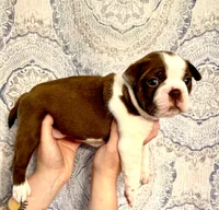 Boy 1 , a male Boston Terrier for sale in Smithfield, NC – 4 of 5