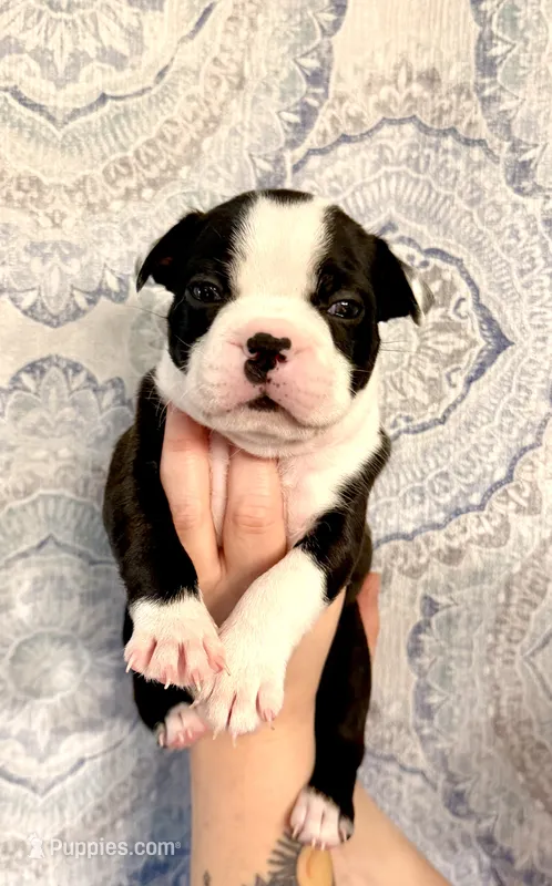 Boy 2  – Boston Terrier puppy for sale in Smithfield, NC