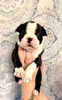 Boy 2 , a male Boston Terrier for sale in Smithfield, NC – 1 of 5
