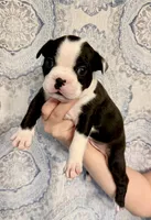Boy 2 , a male Boston Terrier for sale in Smithfield, NC – 4 of 5