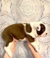 Girl 3 , a female Boston Terrier for sale in Smithfield, NC – 5 of 5