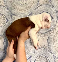 Girl 2 , a female Boston Terrier for sale in Smithfield, NC – 5 of 5