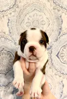 Girl 3 , a female Boston Terrier for sale in Smithfield, NC – 2 of 5