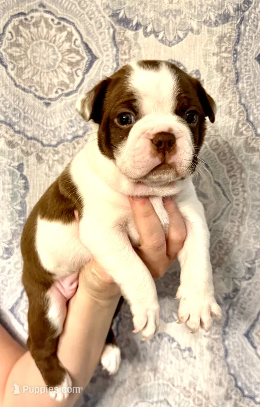 Boy 1  – Boston Terrier puppy for sale in Smithfield, NC