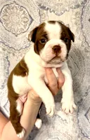 Boy 1 , a male Boston Terrier for sale in Smithfield, NC – 1 of 5