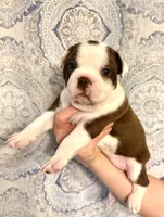 Girl 3 , a female Boston Terrier for sale in Smithfield, NC – 1 of 5