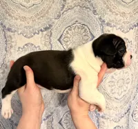 Girl 1 , a female Boston Terrier for sale in Smithfield, NC – 3 of 5
