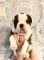 Girl 3 , a female Boston Terrier for sale in Smithfield, NC – 3 of 5