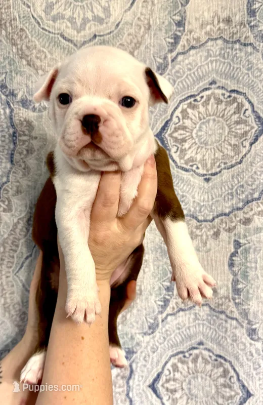 Girl 2  – Boston Terrier puppy for sale in Smithfield, NC