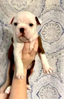 Girl 2 , a female Boston Terrier for sale in Smithfield, NC – 1 of 5
