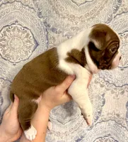 Boy 1 , a male Boston Terrier for sale in Smithfield, NC – 5 of 5