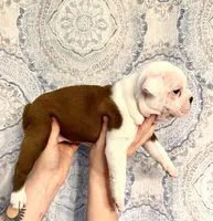 Girl 2 , a female Boston Terrier for sale in Smithfield, NC – 2 of 5