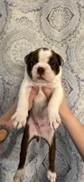 Boy 1 , a male Boston Terrier for sale in Smithfield, NC – 3 of 5