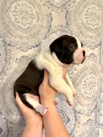 Girl 1 , a female Boston Terrier for sale in Smithfield, NC – 5 of 5