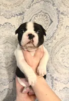 Girl 1 , a female Boston Terrier for sale in Smithfield, NC – 2 of 5