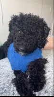 Percy , a  Poodle - Miniature  for sale in Newburgh, NY – 2 of 2