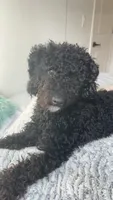 Percy , a  Poodle - Miniature  for sale in Newburgh, NY – 1 of 2