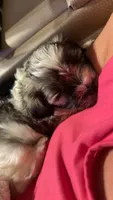 Ricky, a male Miniature Schnauzer and Yorkshire Terrier for sale in Slocomb, AL – 2 of 2