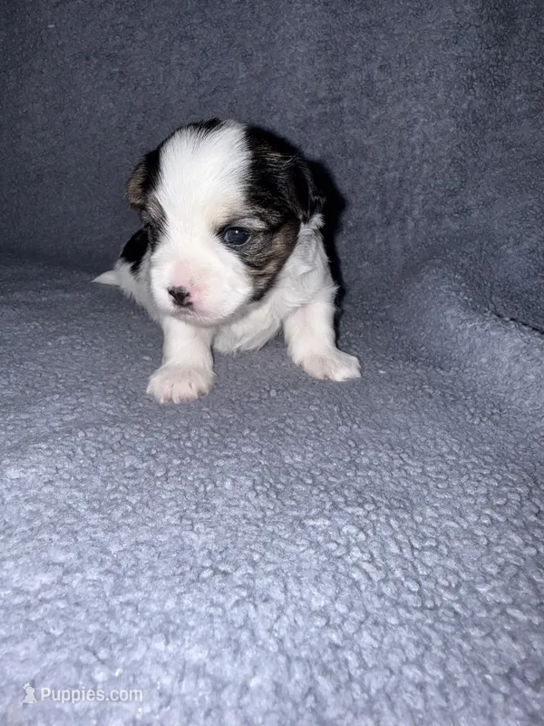 Stella – Morkie puppy for sale in Dothan, AL