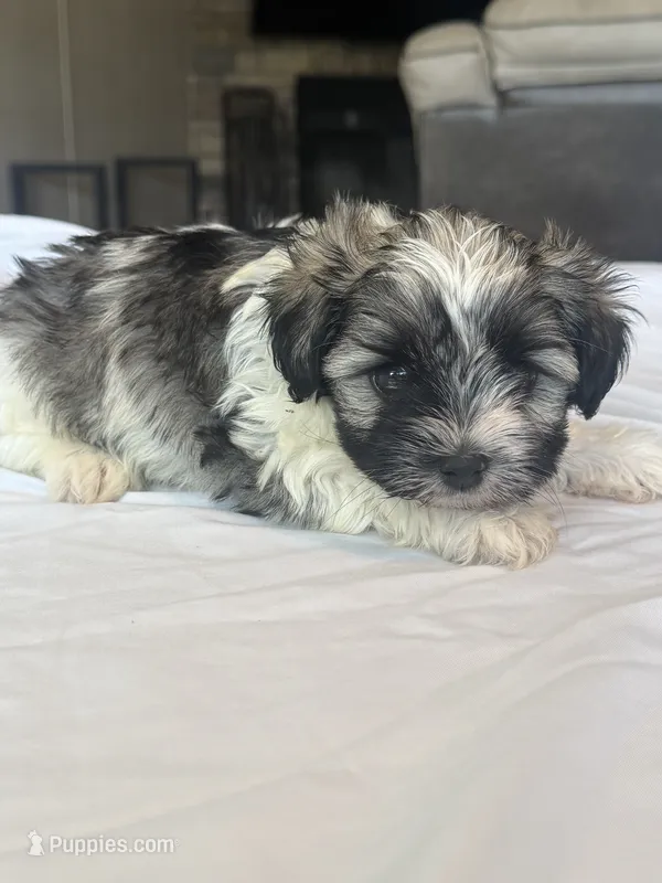 Ricky – Miniature Schnauzer, Yorkshire Terrier puppy for sale in Slocomb, AL