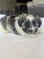 Ricky, a male Miniature Schnauzer and Yorkshire Terrier for sale in Slocomb, AL – 1 of 2