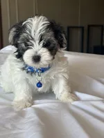 Henry, a male Morkie for sale in Dothan, AL – 2 of 4