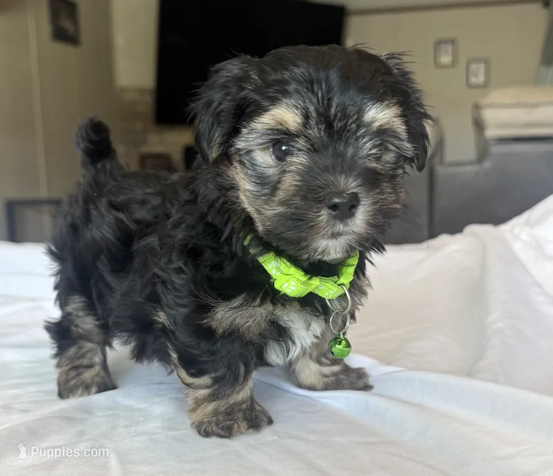 Reggie – Morkie puppy for sale in Dothan, AL