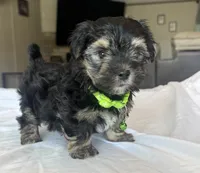Reggie, a male Morkie for sale in Slocomb, AL – 1 of 4
