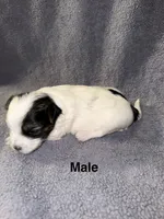 Spot , a male Morkie for sale in Dothan, AL – 2 of 2