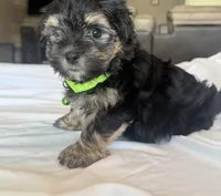 Reggie, a male Morkie for sale in Slocomb, AL – 4 of 4