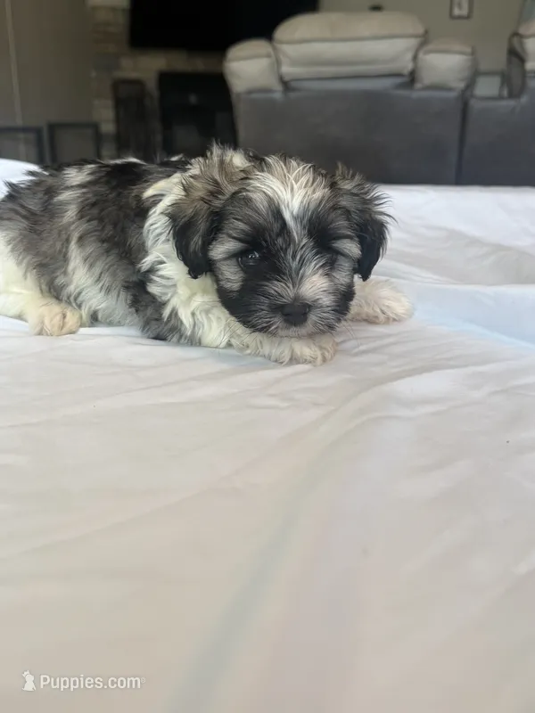 Ricky – Miniature Schnauzer, Yorkshire Terrier puppy for sale in Dothan, AL