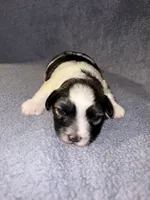 Ricky, a male Miniature Schnauzer and Yorkshire Terrier for sale in Dothan, AL – 3 of 3