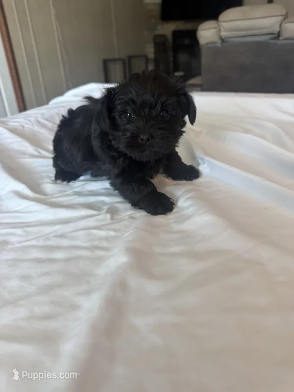 Raven – Miniature Schnauzer, Yorkshire Terrier puppy for sale in Dothan, AL
